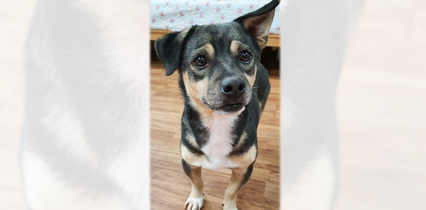 Koji is a Small Male Jack russell terrier mix Korean rescue dog