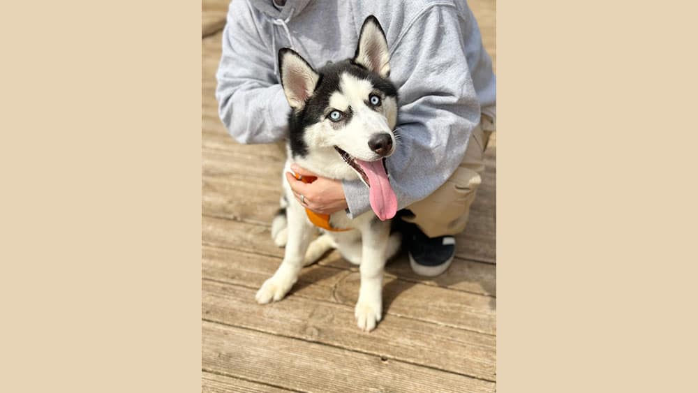 Koko is a Medium Male Husky Korean rescue dog