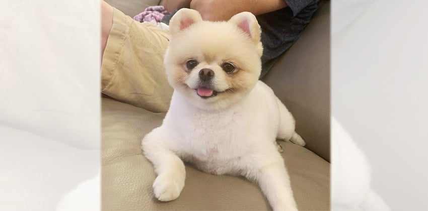Kokoya is a Small Female Pomeranian Korean rescue dog
