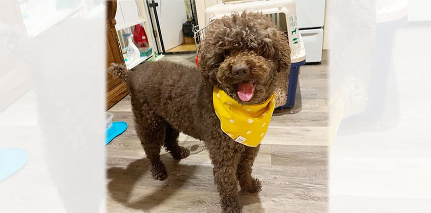 Bummy is a Medium Male Poodle Korean rescue dog