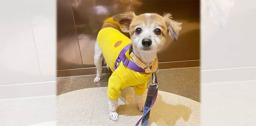 Koma is a Small Male Pomeranian mix Korean rescue dog