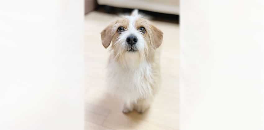 Koma 2 is a Small Male Norfolk Terrier mix Korean rescue dog