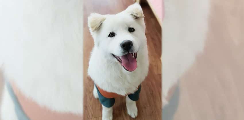 Komah is a Medium Male Samoyed mix Korean rescue dog