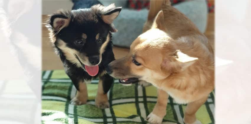 Komi and Tori is a Small Male Welsh Corgi mix Korean rescue dog