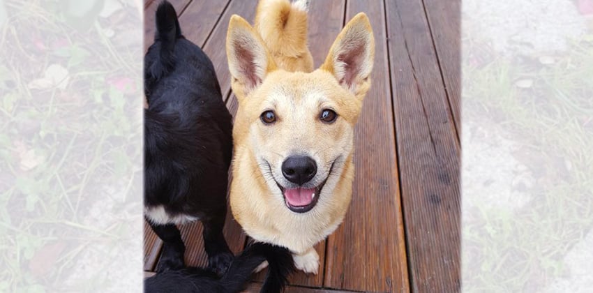 Komi is a Small Female Jindo Mix Korean rescue dog