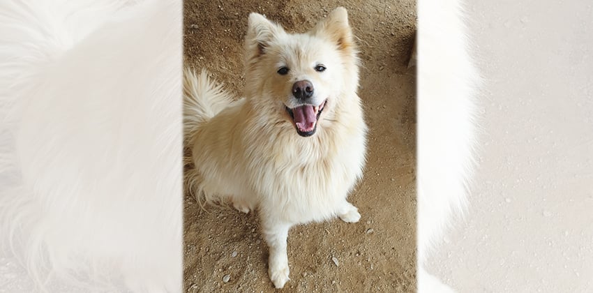 Komoo is a Medium Female Samoyed mix Korean rescue dog