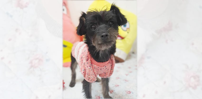 Kona is a Small Female Schnauzer mix Korean rescue dog