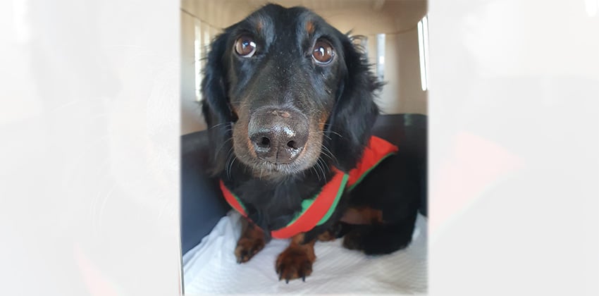 Kongkong is a Small Male Dachshund Korean rescue dog