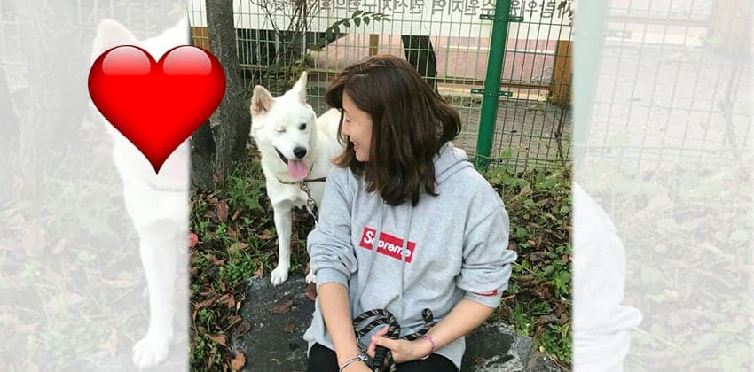 Tongki is a Medium Male Jindo Mix Korean rescue dog