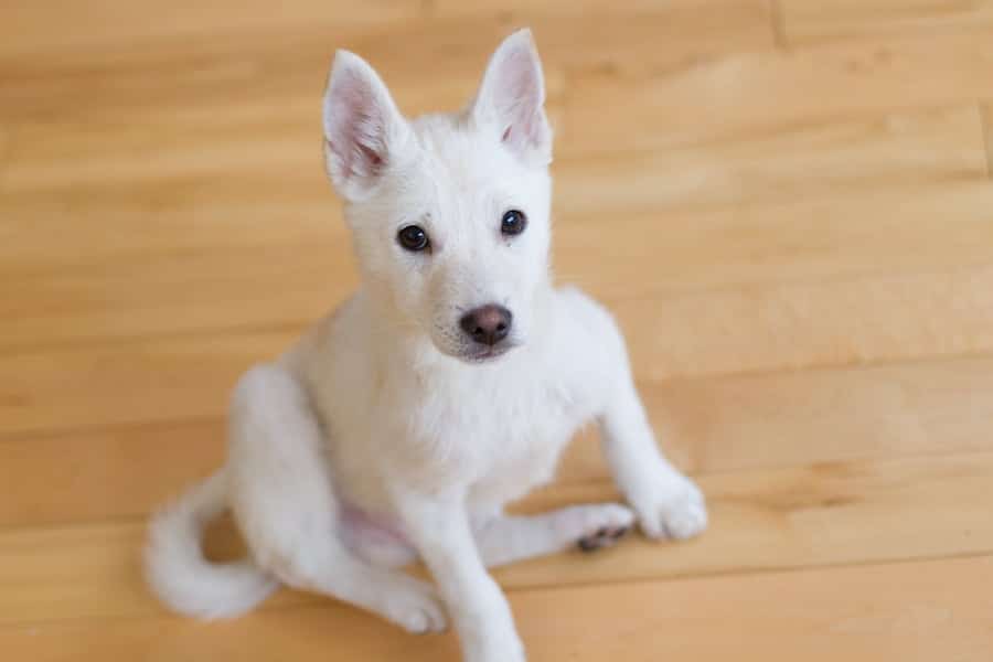 Kong-yi is a Small Male Jindo Mix Korean rescue dog