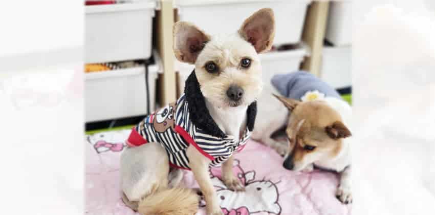 Konju is a Small Female Yorkshire terrier mix Korean rescue dog