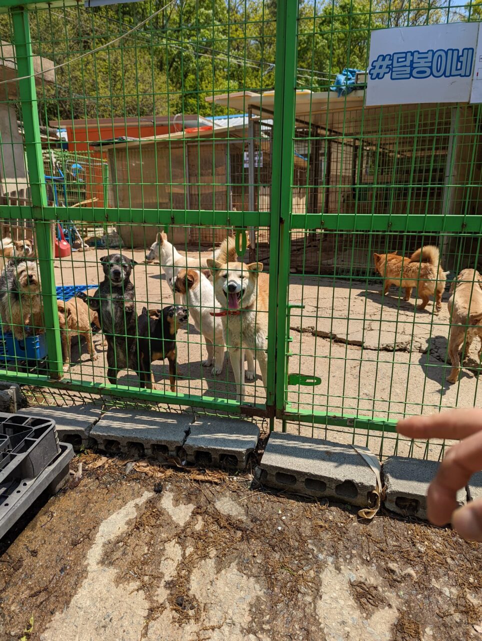 Our shelter dogs greeting EK