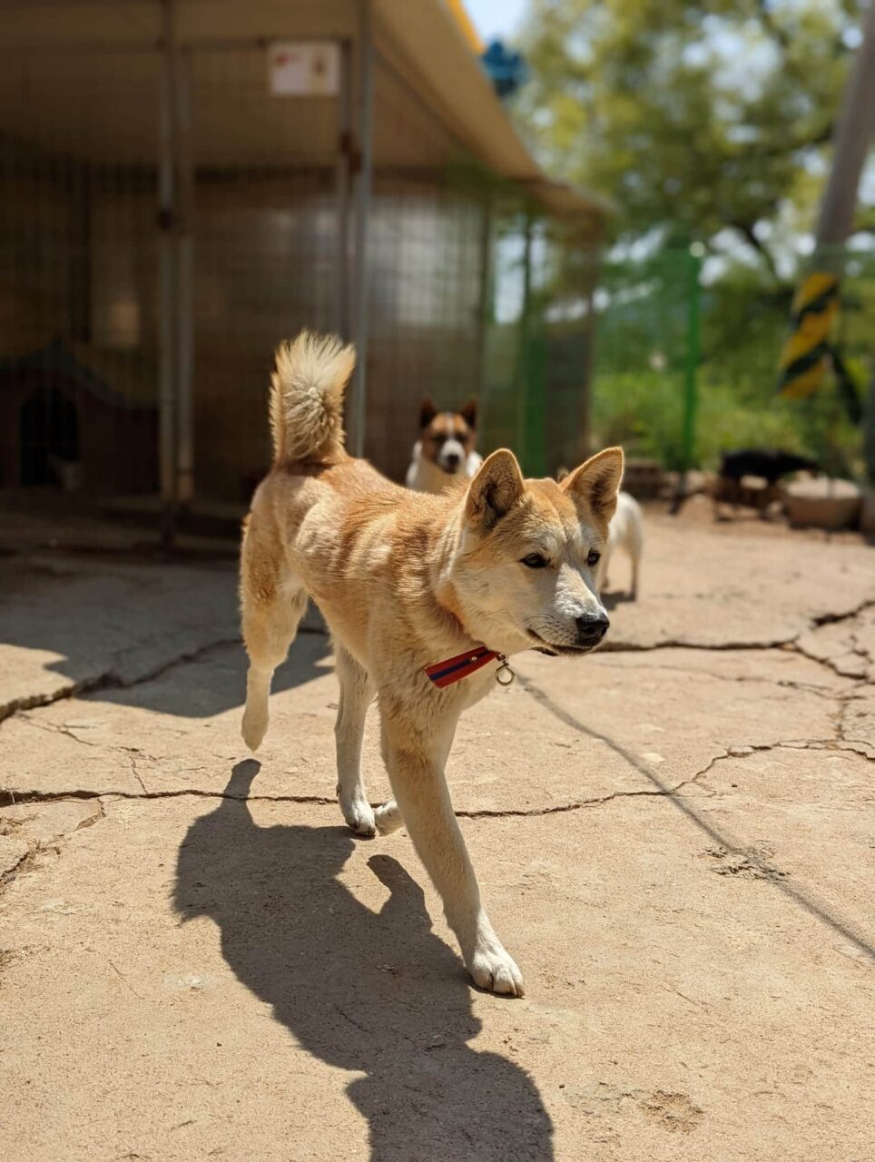 A dog shelter in Korea.