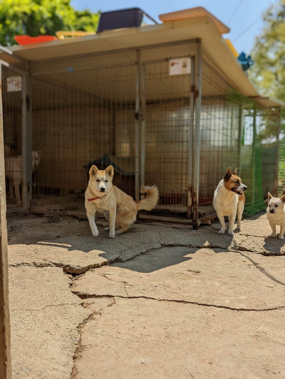 Shelter dogs in Korea