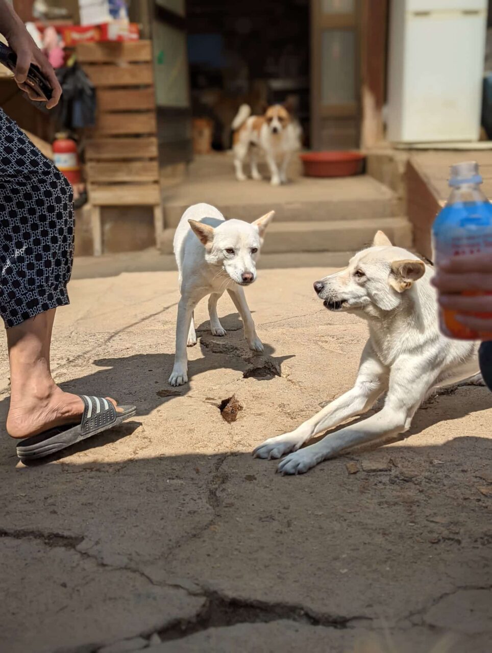 Shelter dog in Korea