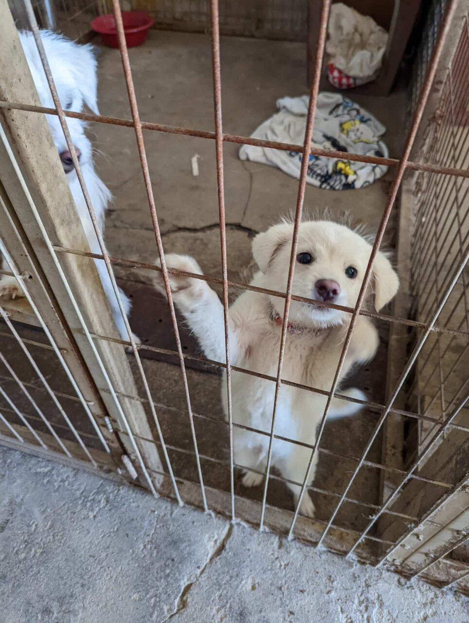 Shelter dog in Korea