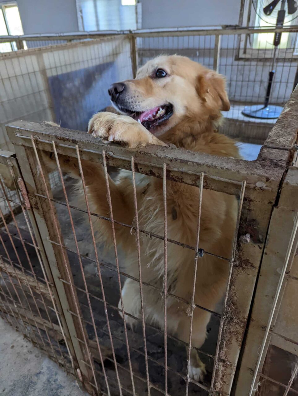 Shelter dog in Korea