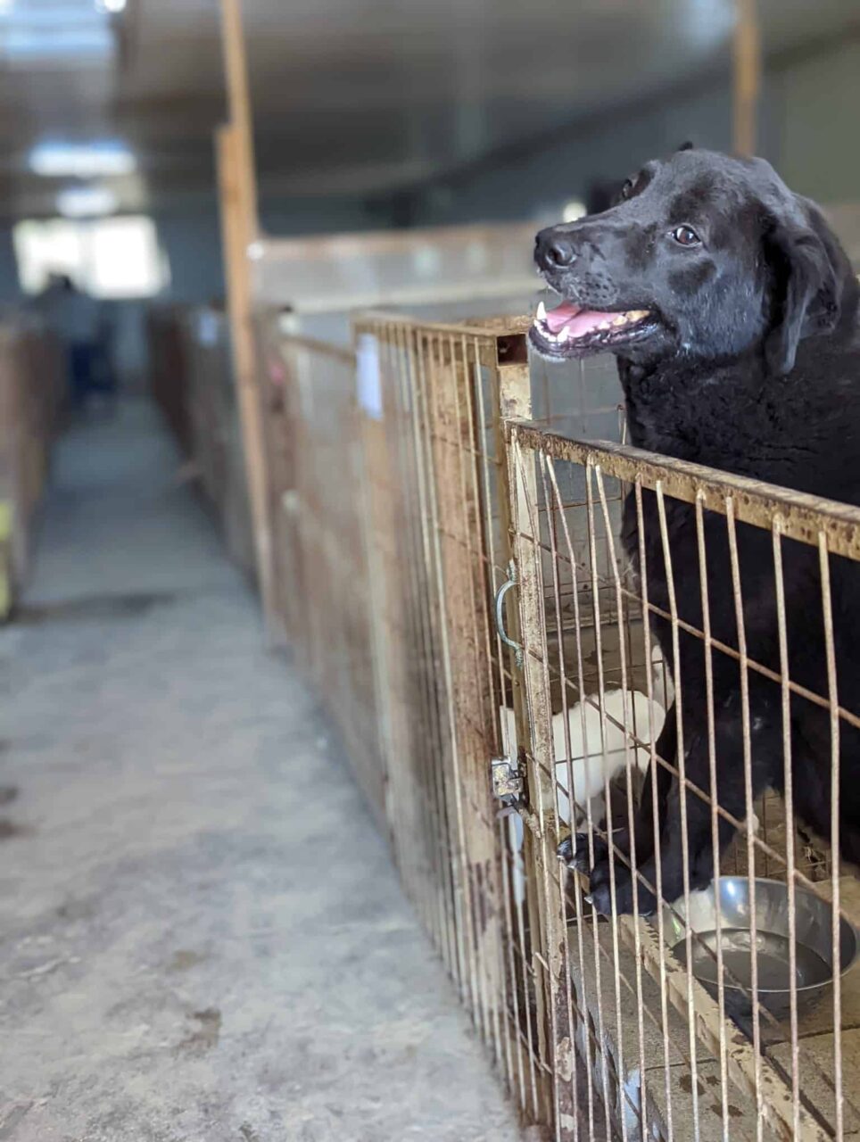 Shelter dog in Korea