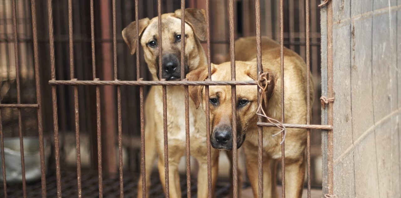 Boknal: Korea’s Notorious Dog Meat Tradition