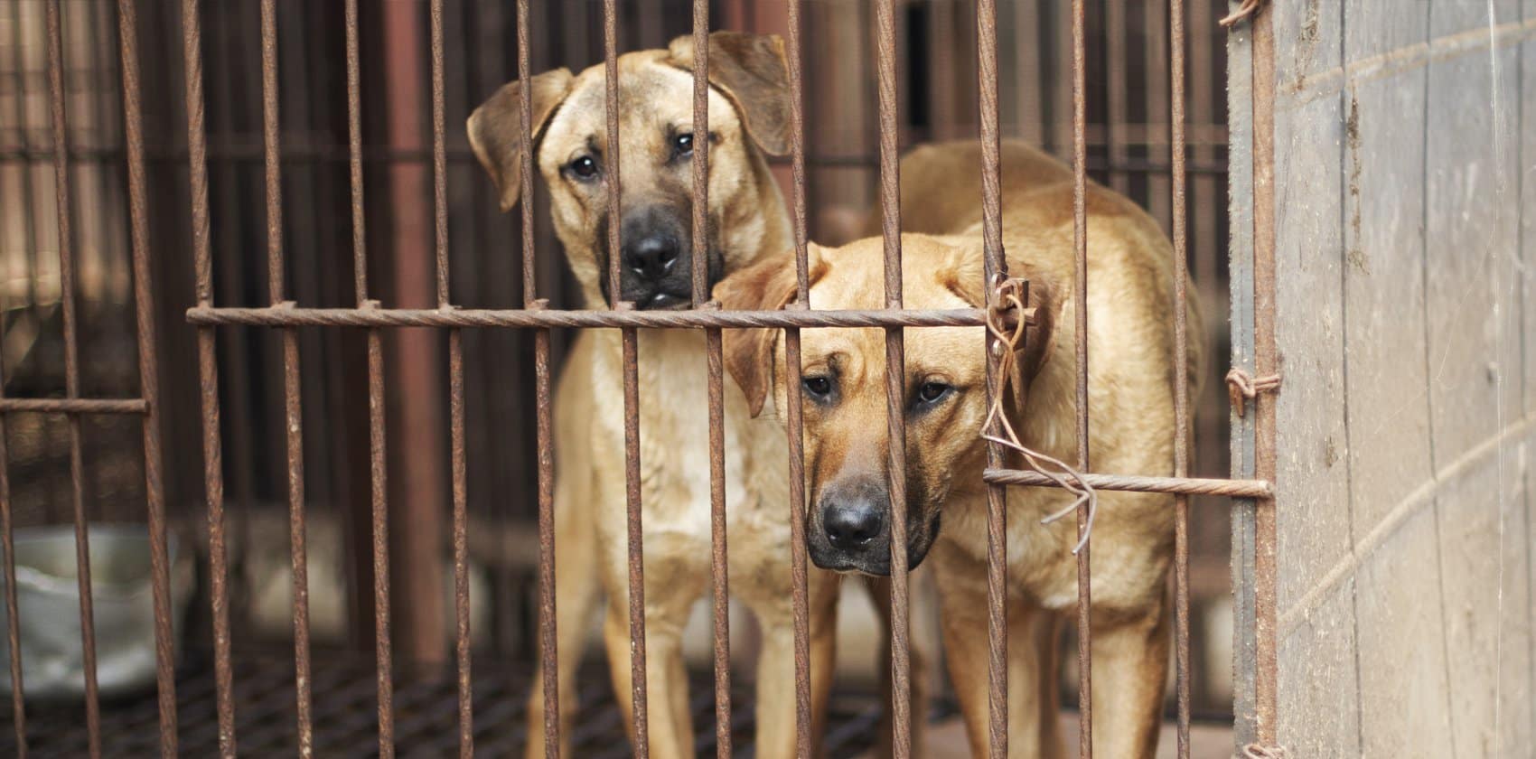 Wj Dog Meat Farm, Korea