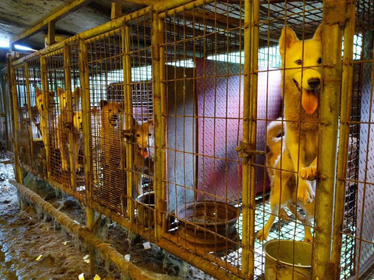 Help Us Rescue Dangjin Meat Farm Dogs