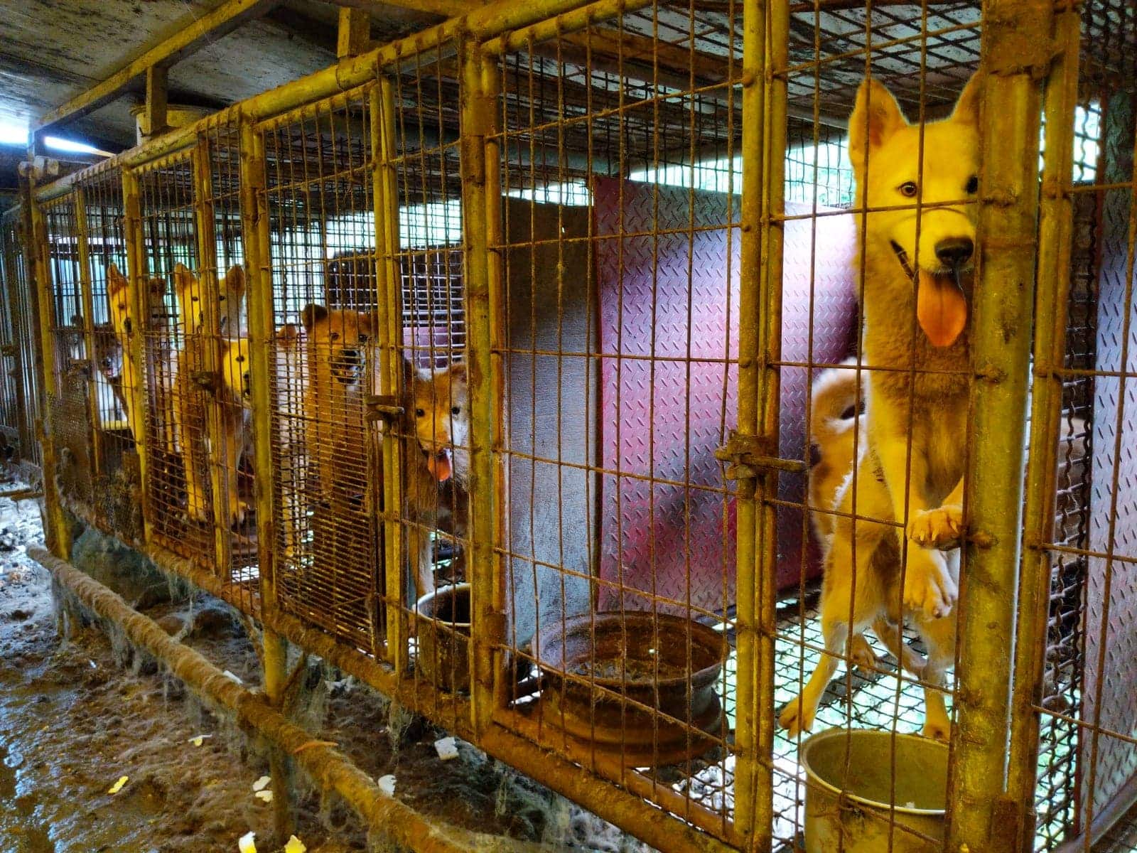 Korean Dog Meat Farm