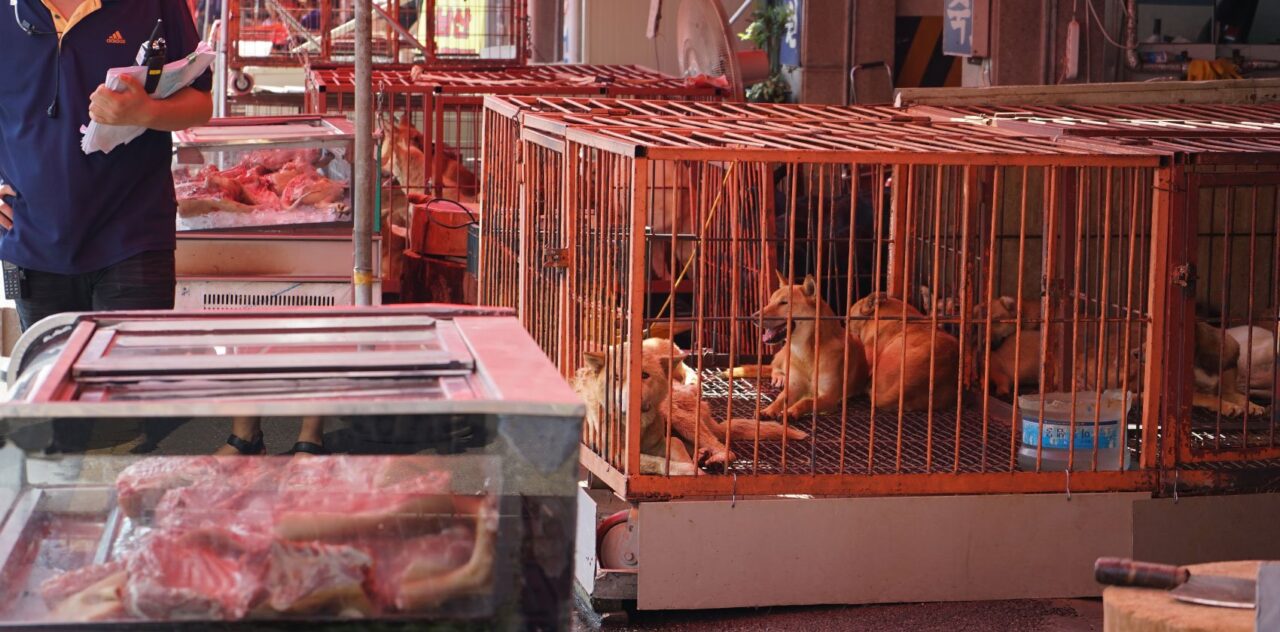 Korean dog meat market