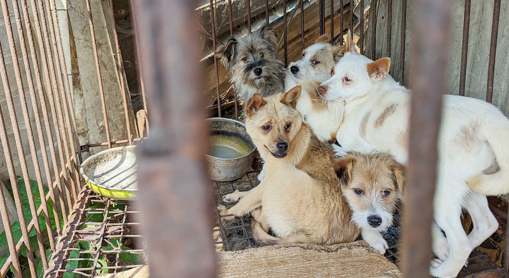 Korean Dogs In A Dog Farm