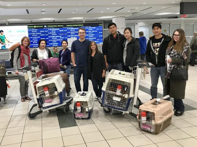 Our Rescue Dogs Arrived in Canada