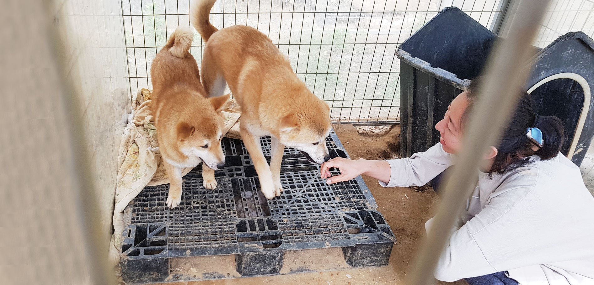 Korean Shelter