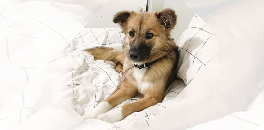 Kotnim is a Small Female Spitz mix Korean rescue dog