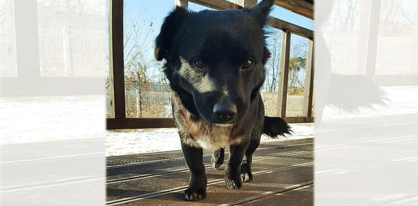 Gwan-woo - Cat friendly is a Small Male Jindo Korean rescue dog