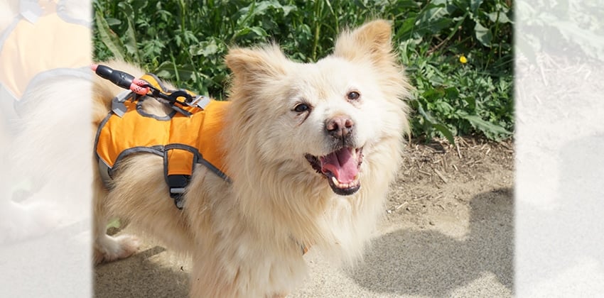 Kyungsoo is a Medium Male Spitz mix Korean rescue dog