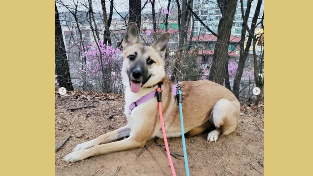 Kyungyi is a Medium Female Jindo mix Korean rescue dog