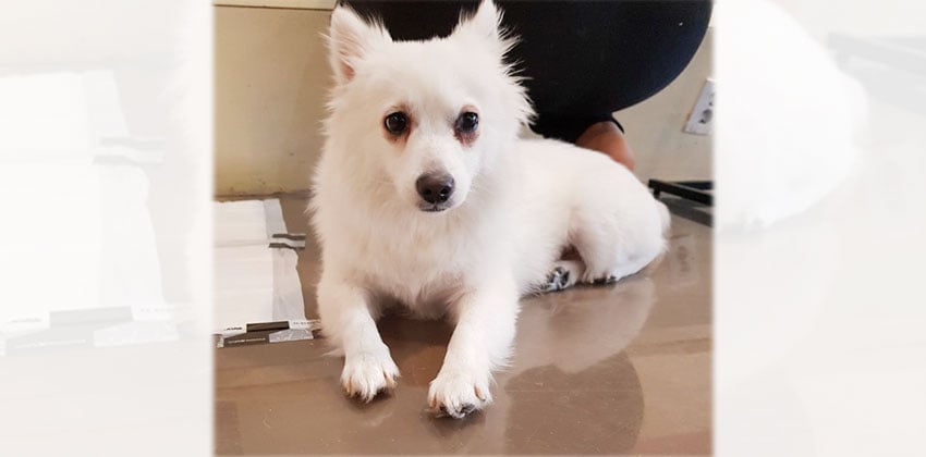Langcong is a Small Female Spitz Korean rescue dog