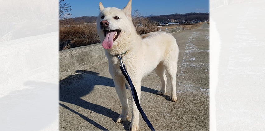 Lae-Won is a Medium Male Jindo Mix Korean rescue dog