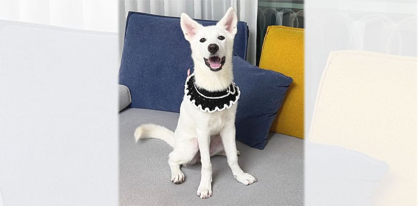 Laeeun is a Medium Female Jindo mix Korean rescue dog
