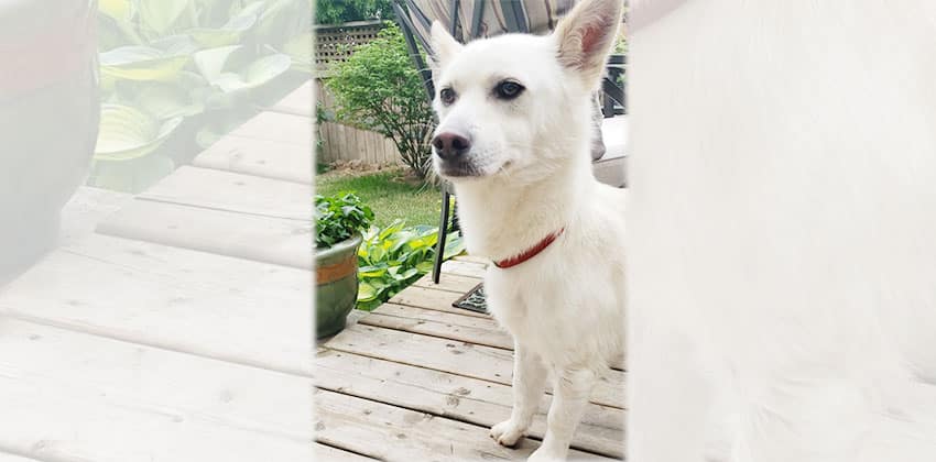 Laho is a Medium Male Jindo mix Korean rescue dog