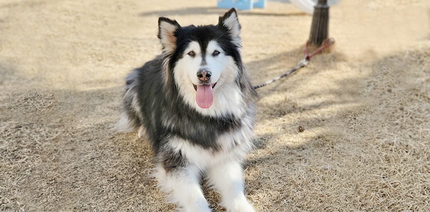 Lalee is a Large Female Alaskan Malamute Korean rescue dog