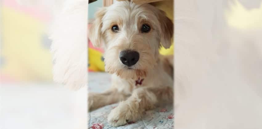 Lalie is a Medium Female Terrier mix Korean rescue dog