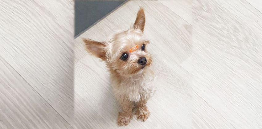 Lamma is a Small Female Yorkshire terrier Korean rescue dog