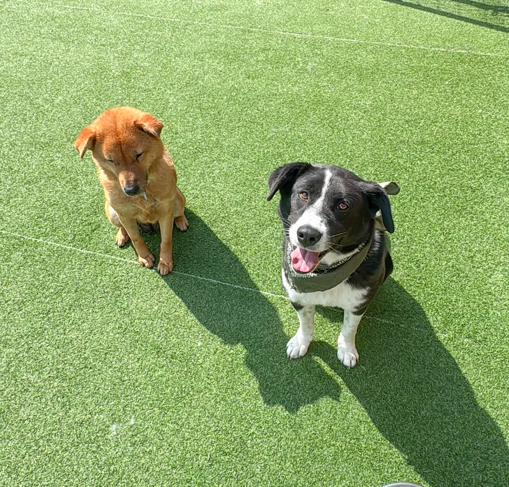 Lanie and Camper