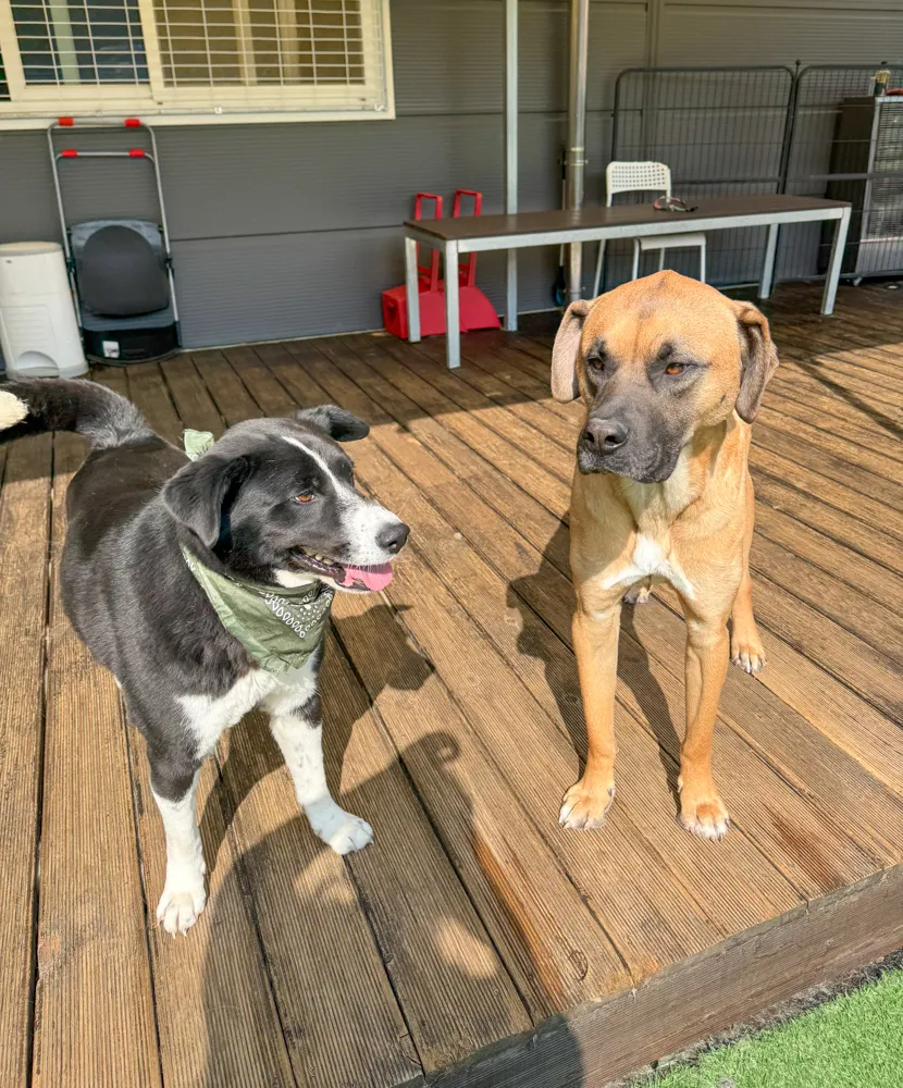 Lanie and Camper