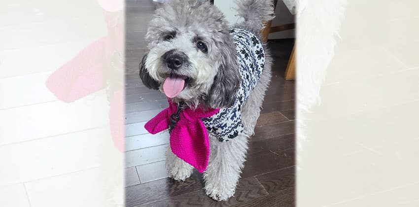 Laon 2 is a Small Male Poodle Korean rescue dog