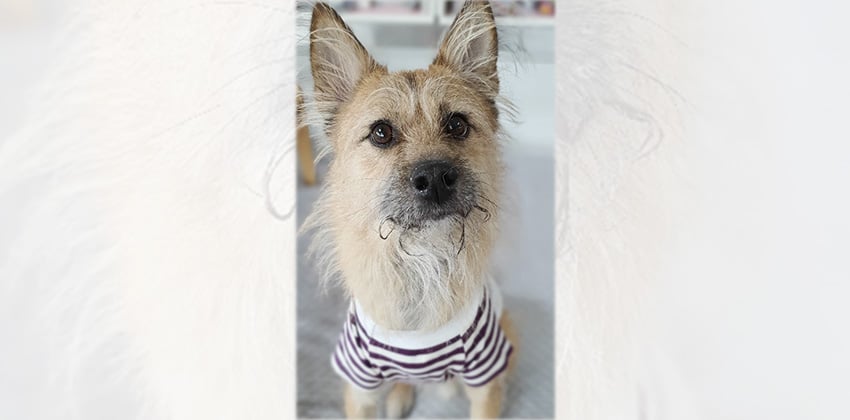 Laon is a Medium Male Terrier mix Korean rescue dog