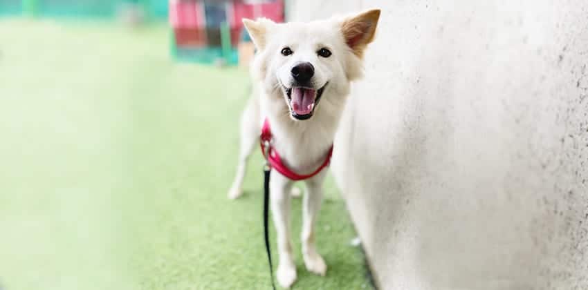 Lark is a Small Male Samoyed mix Korean rescue dog
