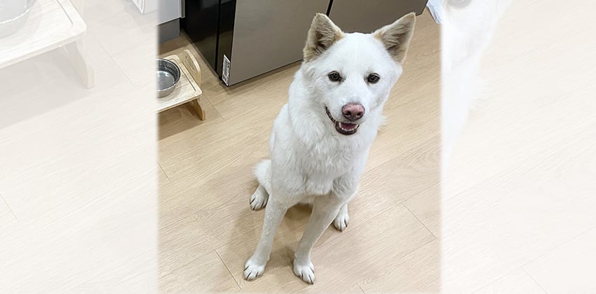 Larry is a Medium Male Jindo mix Korean rescue dog