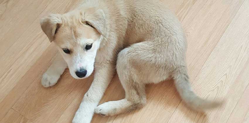 Le is a Small Male Jindo Mix Korean rescue dog