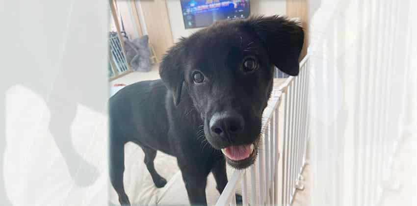 Lea 2 is a Medium Female Labrador mix Korean rescue dog