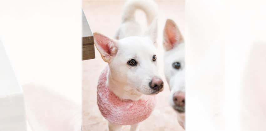 Lea is a Medium Female Jindo mix Korean rescue dog